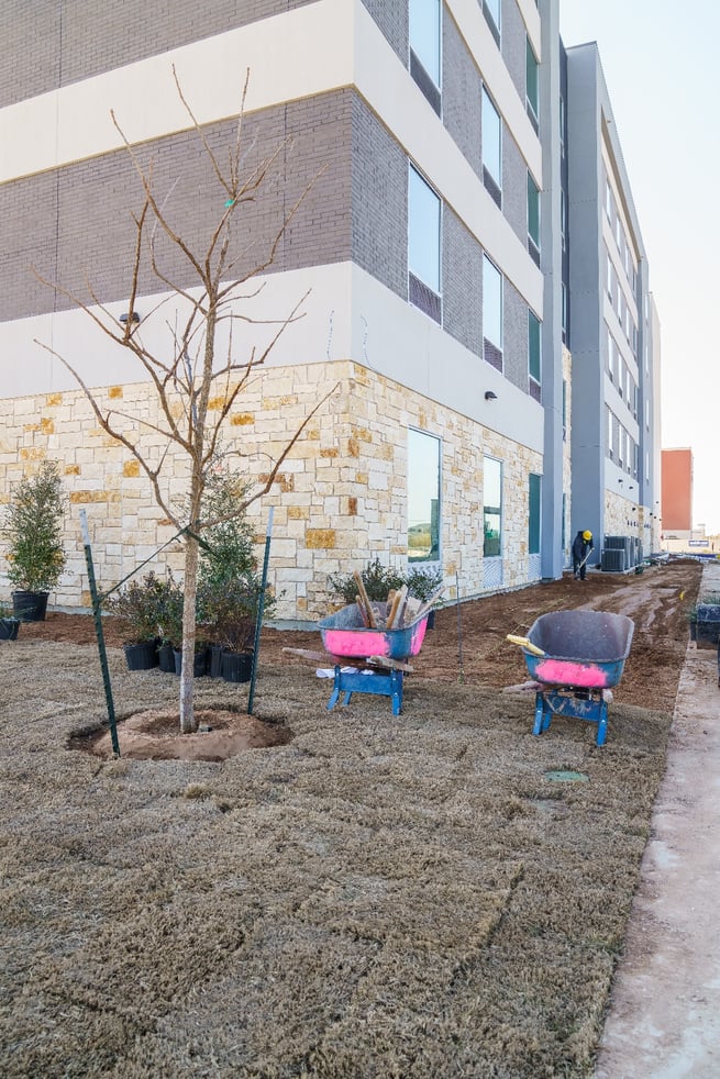 Tree landscaping at Tru and Home2 Suites By Hilton