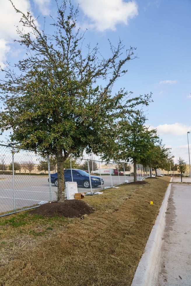 Tree landscaping at commercial property