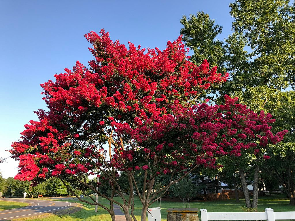 Flowering tree in Austin, TX