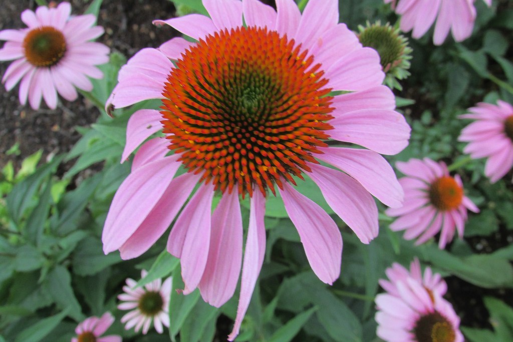 Native purple coneflower for stormwater management