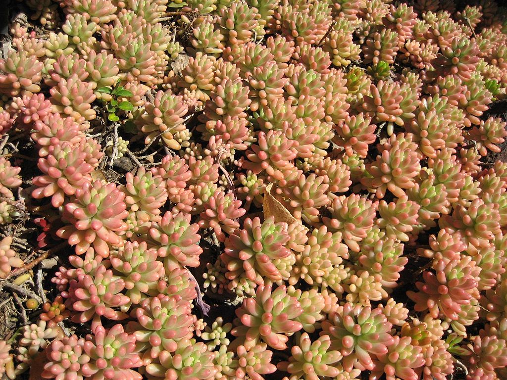 Sedum Aurora container plant