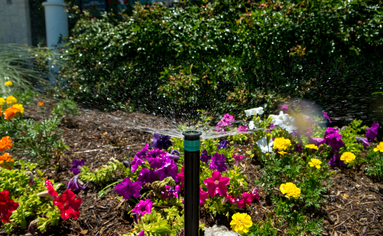 Irrigation system watering landscape plants on commercial property