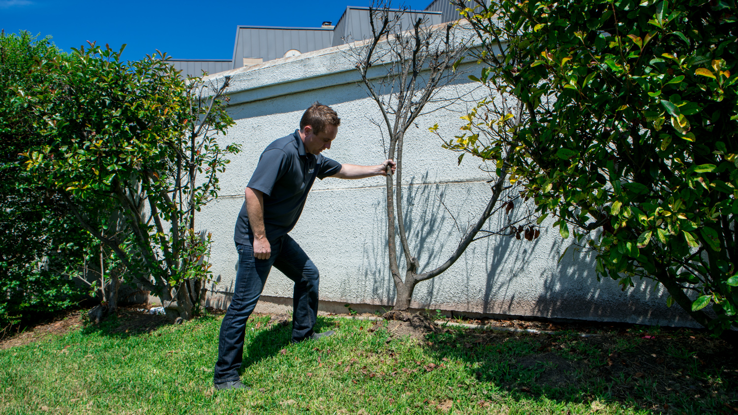 Commercial landscaping company account manager inspecting tree